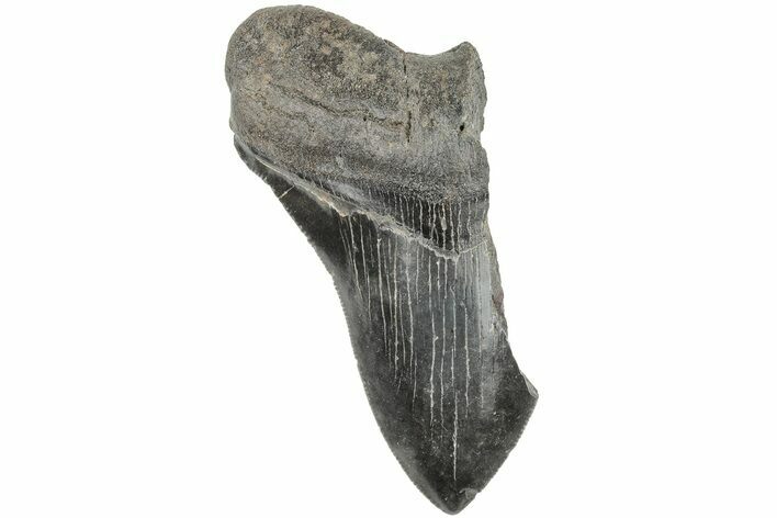 Partial Megalodon Tooth #194059